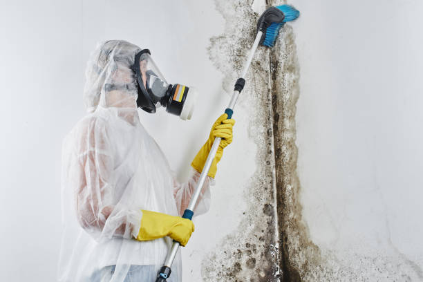 Best Mold Remediation  in Auburn, NE
