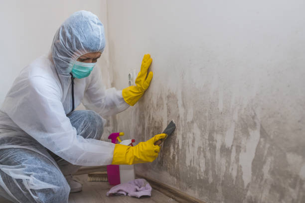 Trusted Auburn, NE Mold Removal Experts