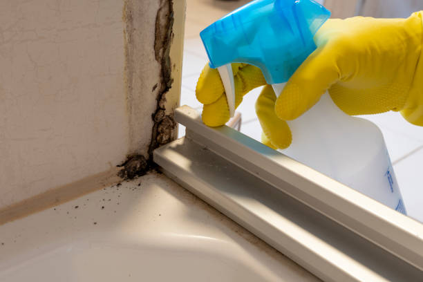 Mold Removal and Inspection in Auburn, NE