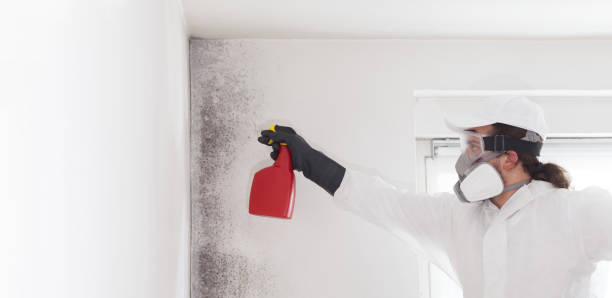 Best Mold Damage Repair  in Auburn, NE